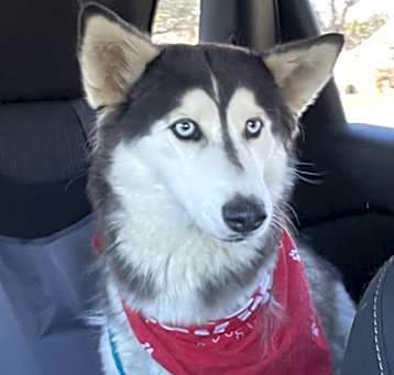 Photo of Belle *Foster Needed*