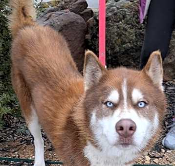 Photo of Samson