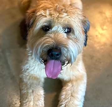 Photo of Brody