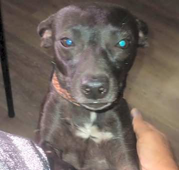 Photo of Gypsy