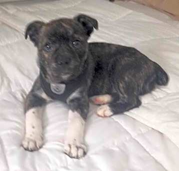 Photo of LUNA