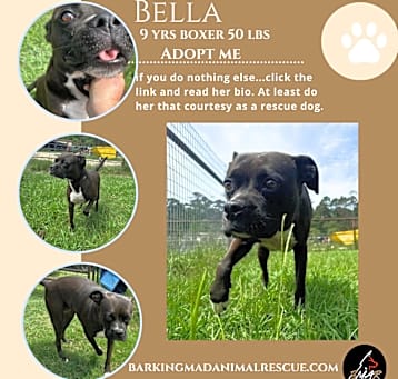 Photo of Bella