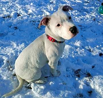 Photo of Willow
