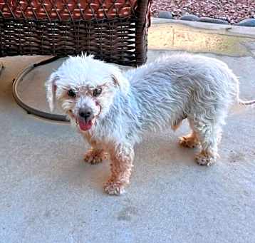 Photo of Marley