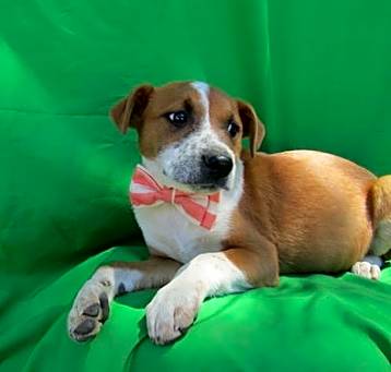 Photo of Gingerz