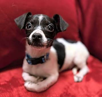 Photo of Rustin