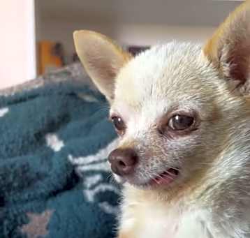 Photo of Mochi
