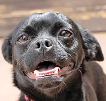 Photo of Blossom - Foster or Adopt Me!