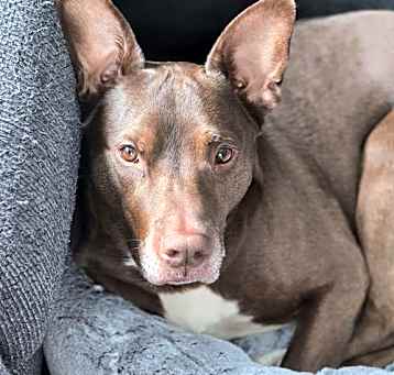 Photo of Ollie (CP)