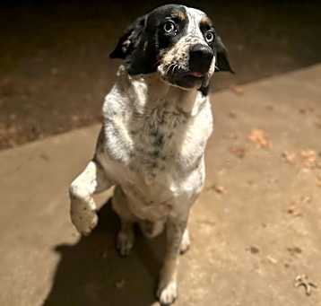 Photo of Blue