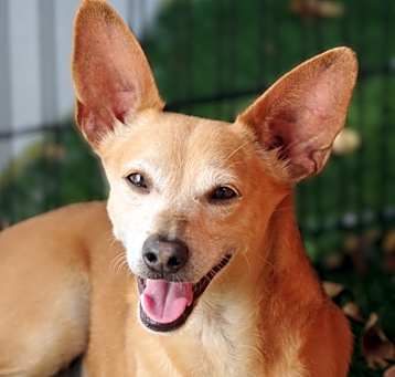Photo of Nacho
