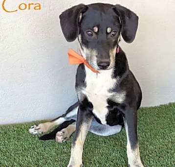 Photo of Cora
