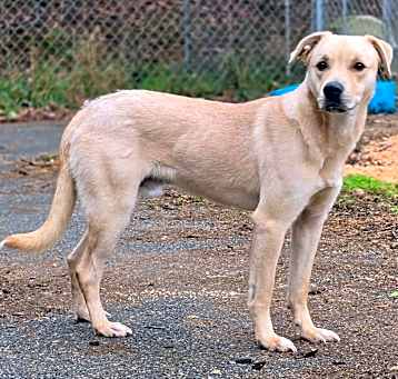 Photo of Yeller