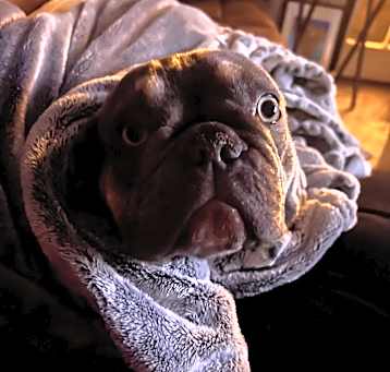 Photo of PENDING: Olive, AKA Special