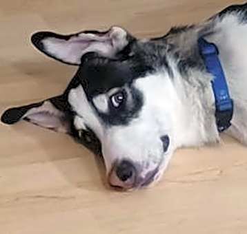 Photo of Timber
