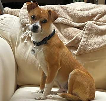 Photo of Almond