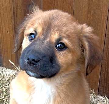 Photo of Honey