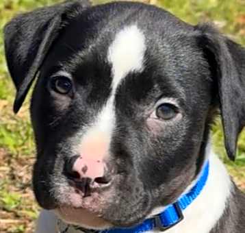 Photo of Remi