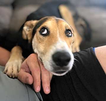 Photo of Bruno