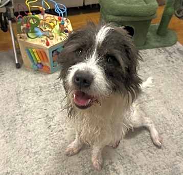 Photo of Scrappy