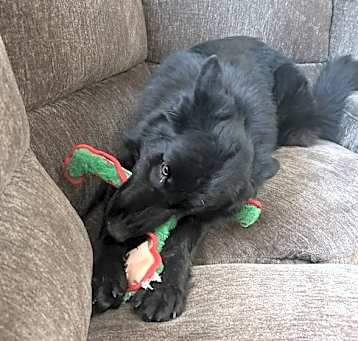 Photo of Loki