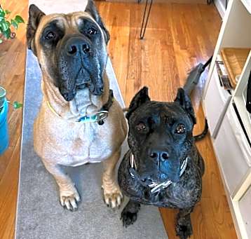 Photo of Kash and Boss