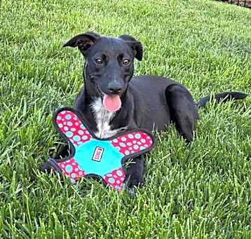 Photo of Sadie