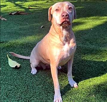 Photo of Goldie