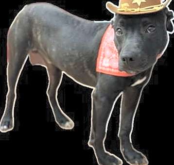 Photo of Truffle