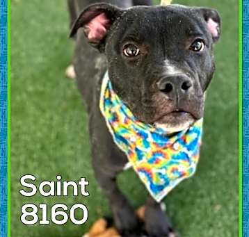 Photo of Saint (21)