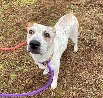Photo of Honey