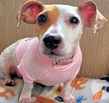 Photo of Misty