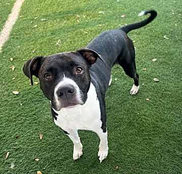 Photo of Goose