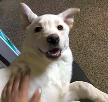 Photo of Mellow
