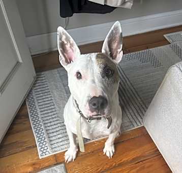 Photo of Otis