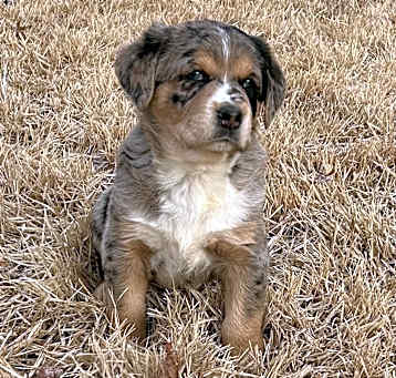 Photo of CINNAMON