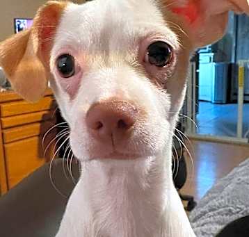 Photo of Ivory