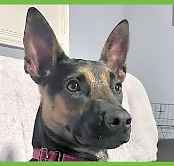 Photo of Scooby