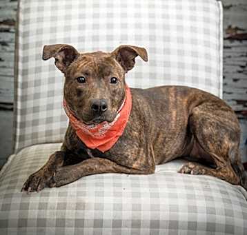 Photo of Willow
