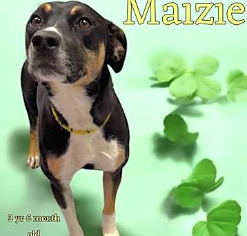 Photo of Mazie