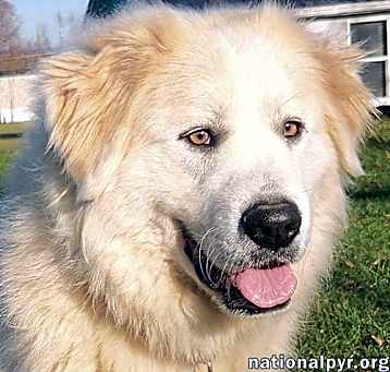 Photo of Ferrah in KY - Leans In For Love & Pets!