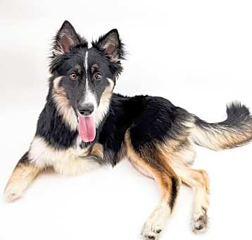 Photo of Harley