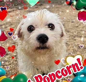 Photo of Popcorn