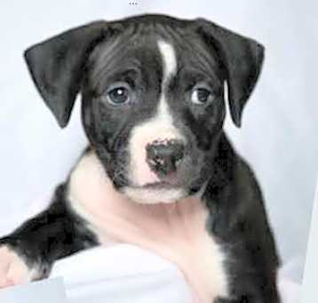 Photo of D119 Litter Beyla