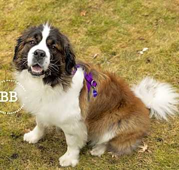 Photo of Roxie - Adoption Pending