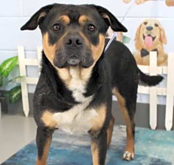Photo of Connor URGENT WILL BE KILLED!