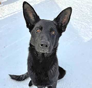 Photo of Sheba