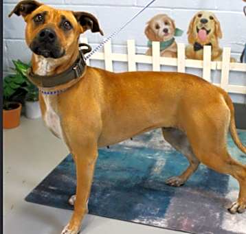 Photo of Nova URGENT SCARED SWEETIE!
