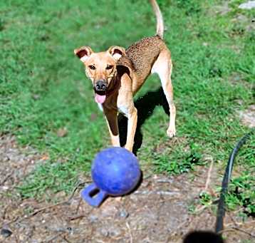 Photo of Maple