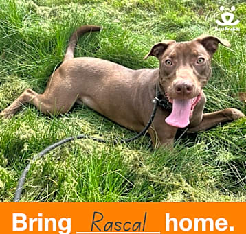 Photo of Rascal